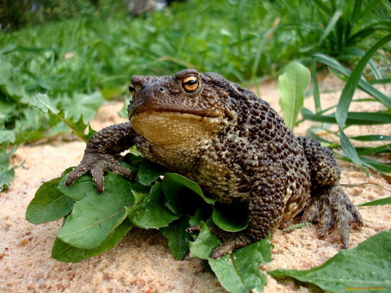 Ага (Rhinella Marina)