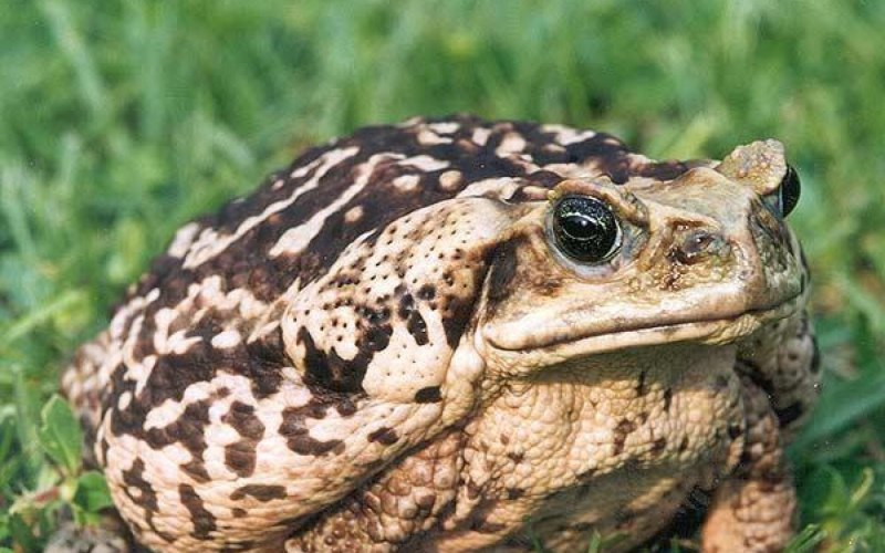 Anaxyrus americanus