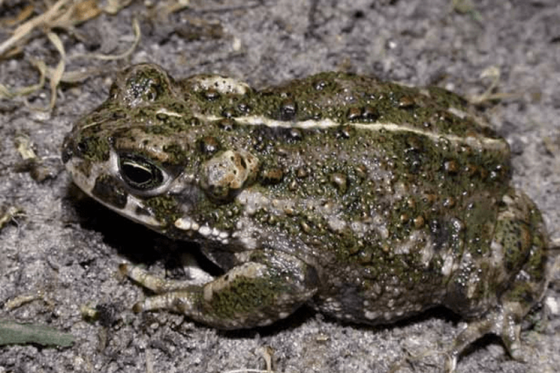 Жаба ага Bufo Marinus