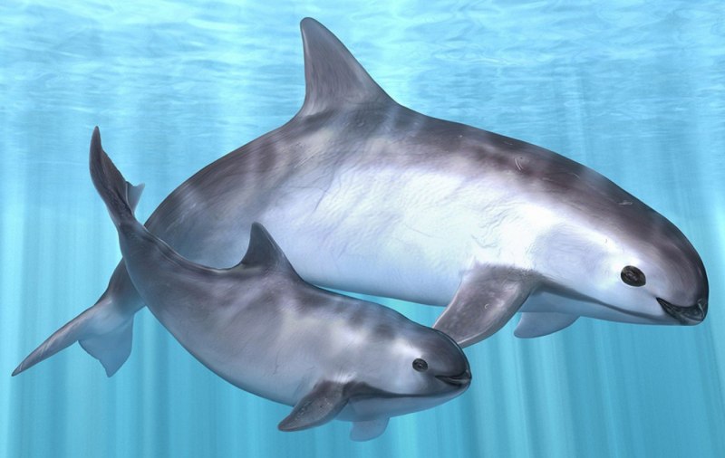Калифорнийская морская свинья (Vaquita)