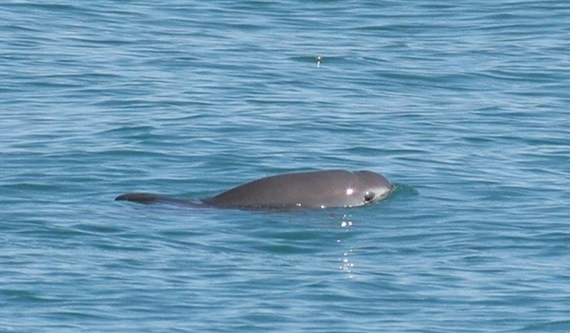 Vaquita Porpoise