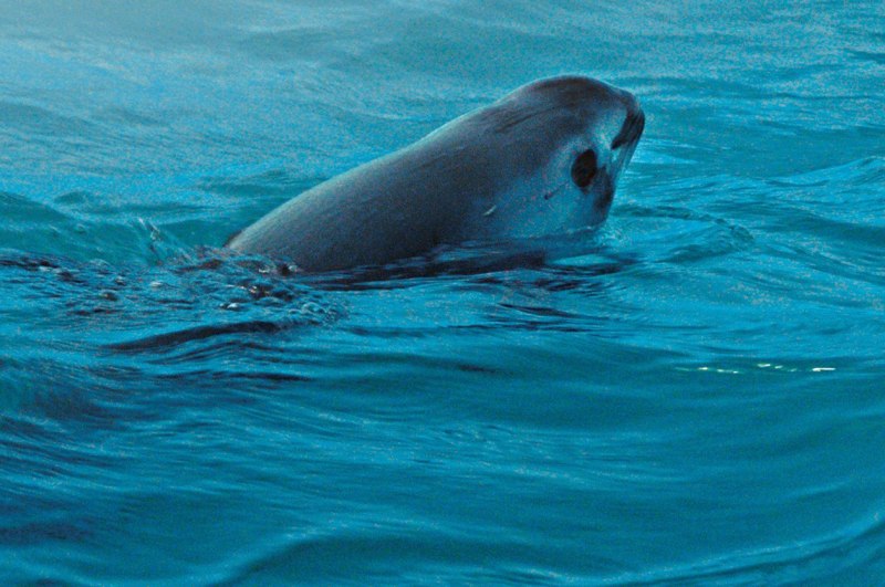 Калифорнийская морская свинья (Vaquita)