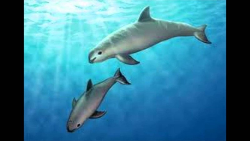 Калифорнийская морская свинья (Vaquita)