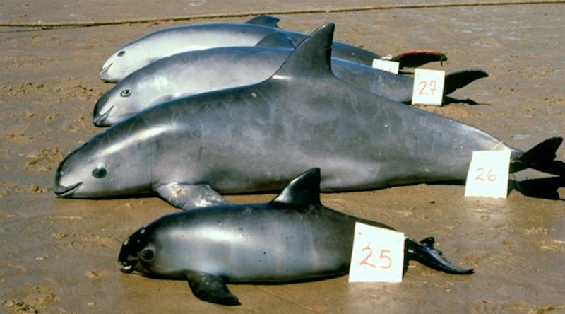 Калифорнийская морская свинья (Vaquita)