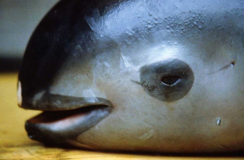 Phocoena Sinus