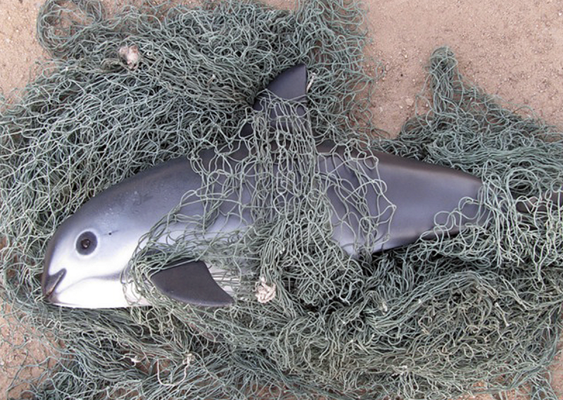 Vaquita Дельфин
