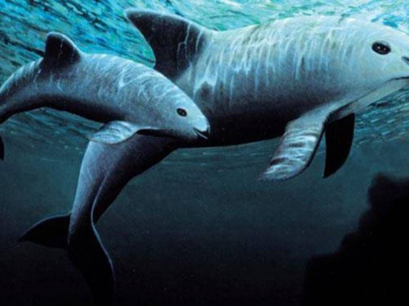 Калифорнийская морская свинья (Vaquita)