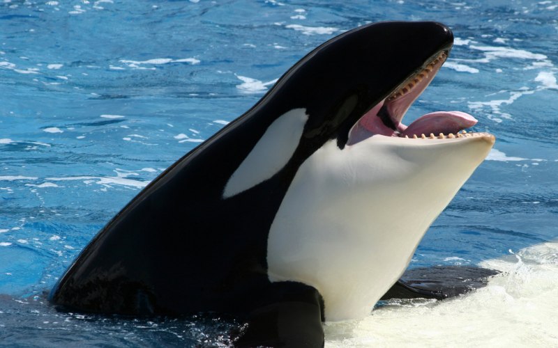 White Orca