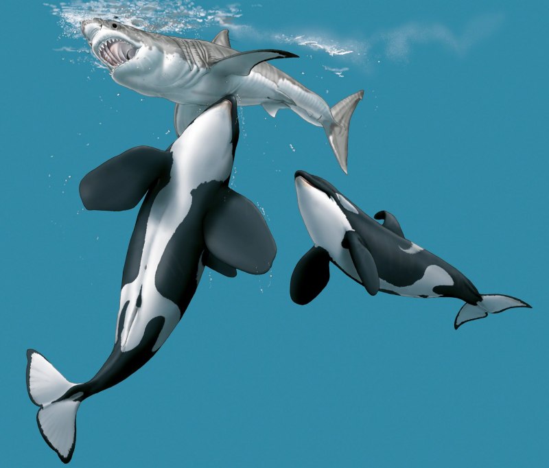White Orca