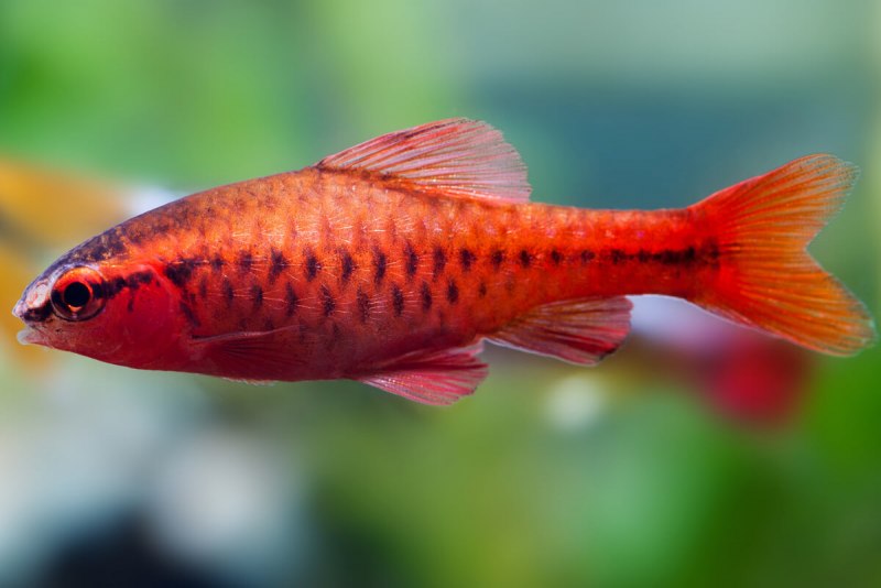 Барбус черный (Puntius nigrofasciatus)