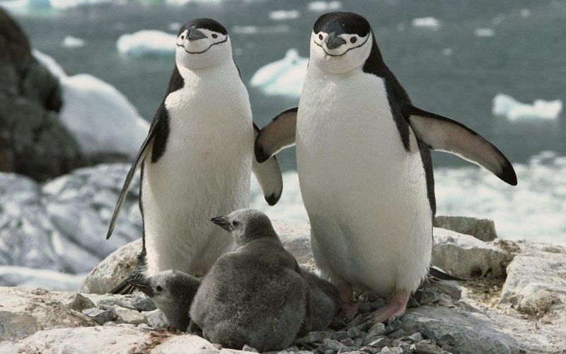 Антарктический Пингвин (Pygoscelis Antarctica)