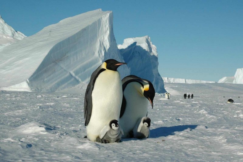 Северный пингвин (67 фото)