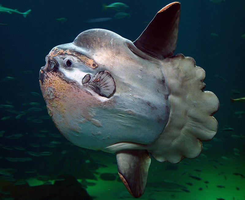 Обыкновенная Луна-рыба Mola Mola