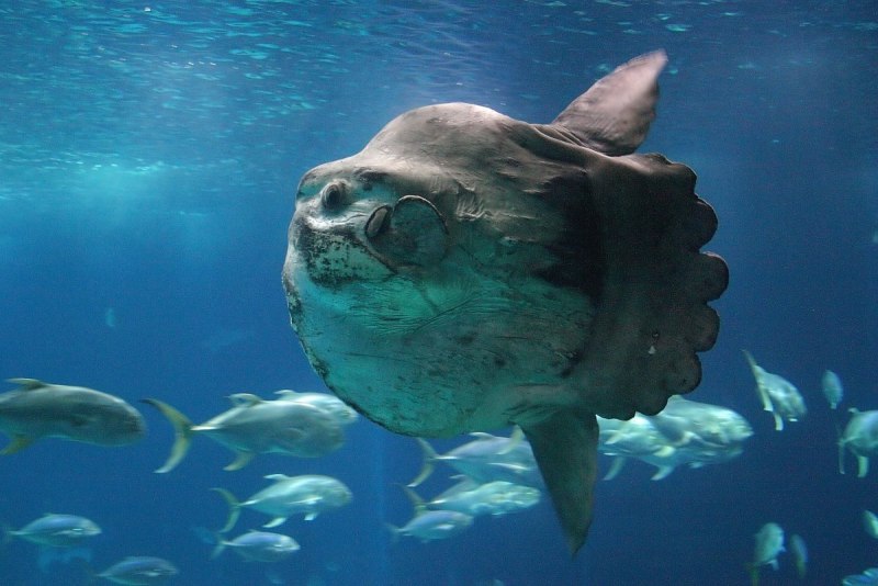 Обыкновенная Луна-рыба Mola Mola