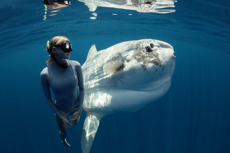 Mola Mola рыба
