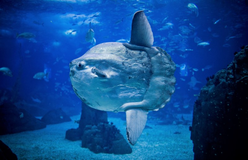 Рыба-Луна Mola Mola