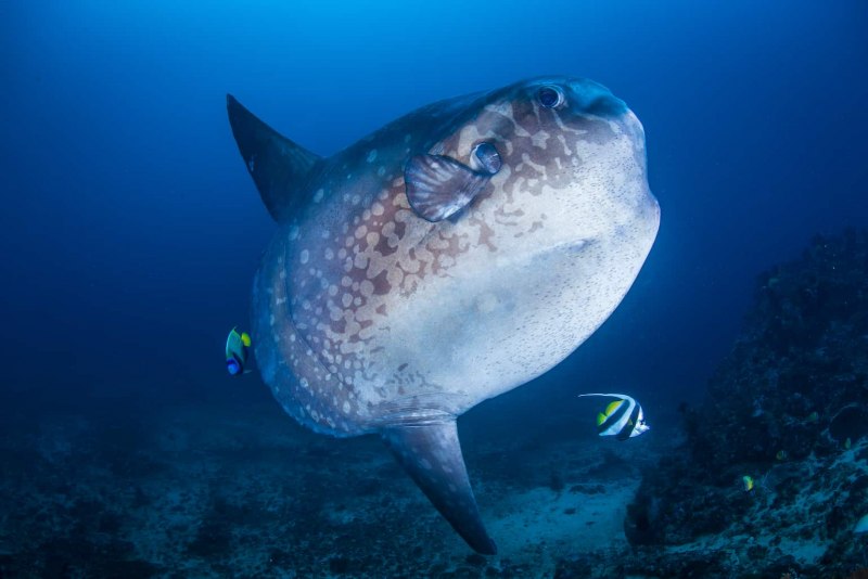 Mola Mola рыба