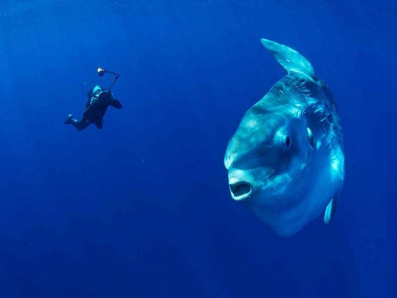 Sunfish рыба