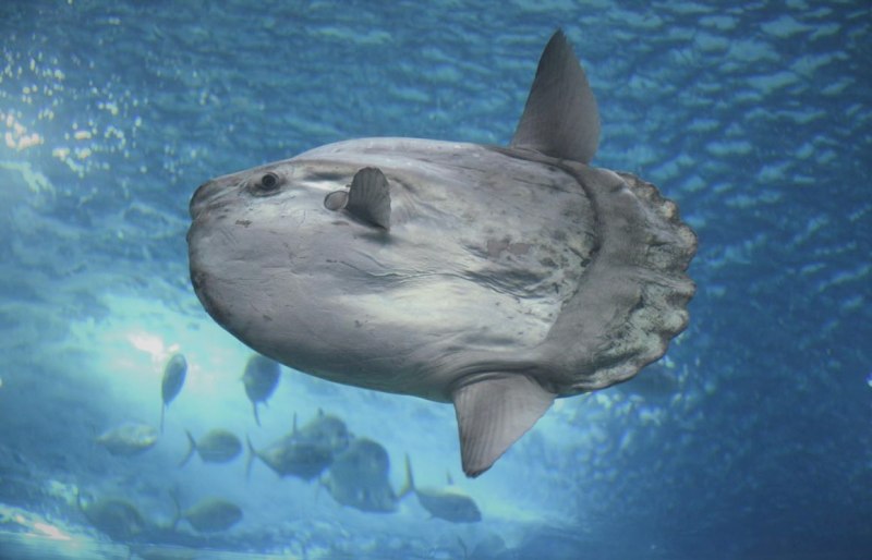 Рыба Худвинкер (Mola Tecta)