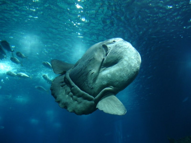Mola Mola рыба