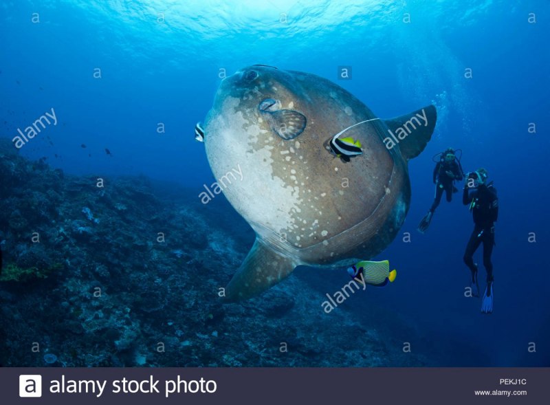 Обыкновенная Луна-рыба Mola Mola