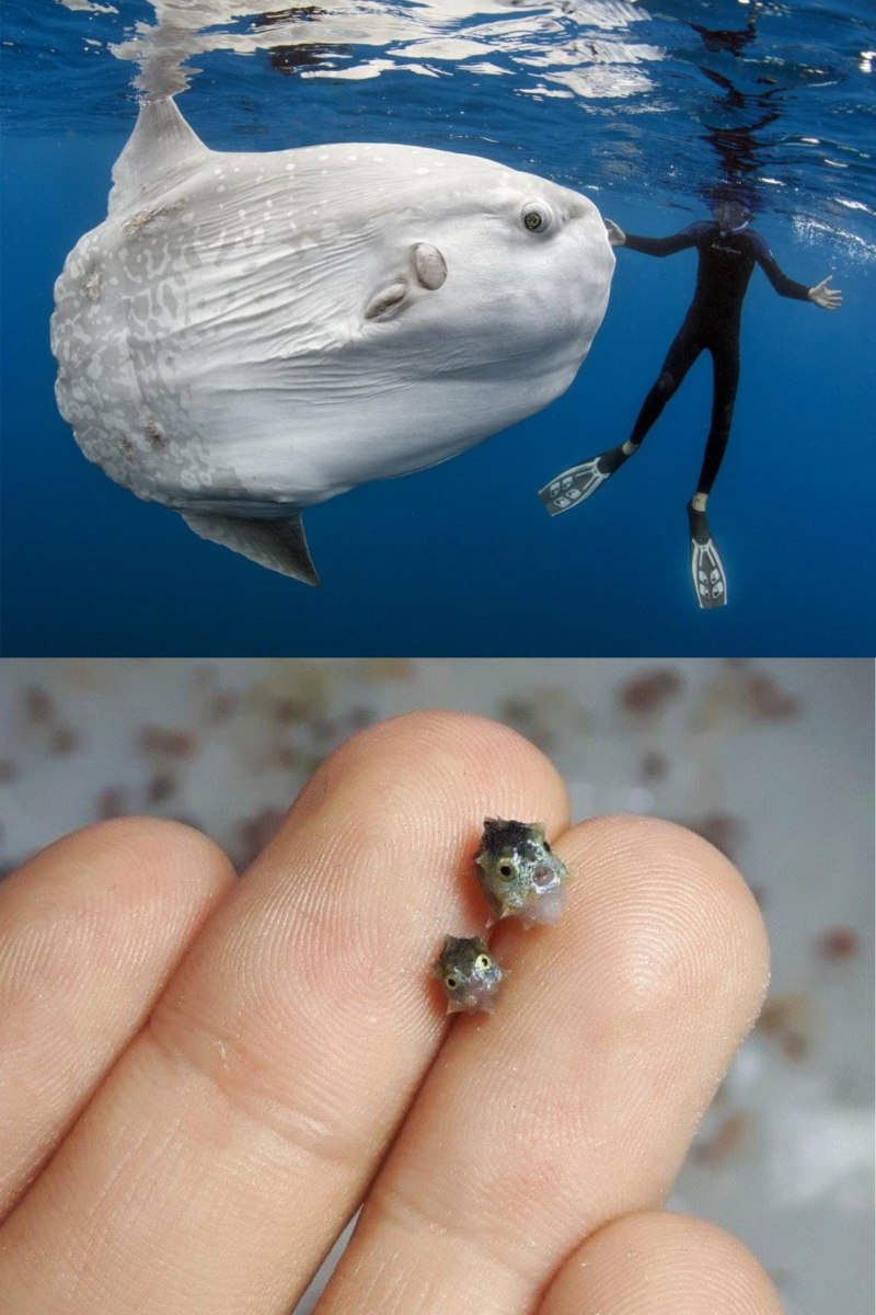 Рыба Луна гигант