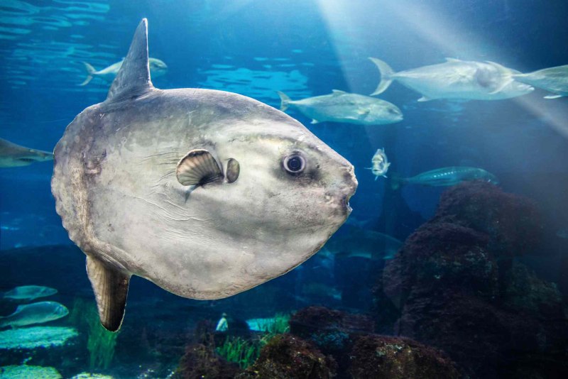 Mola Mola рыба