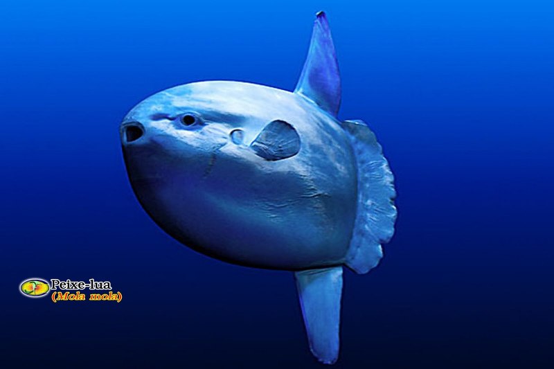 Mola Mola рыба