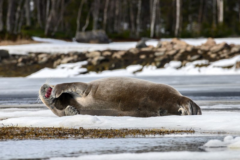 Saimaa Ringed Seal