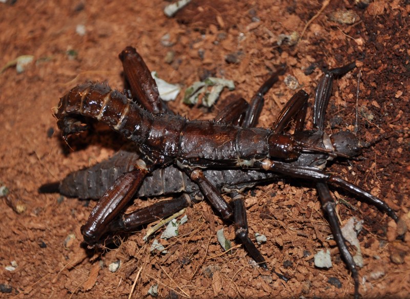 Палочник Eurycantha calcarata