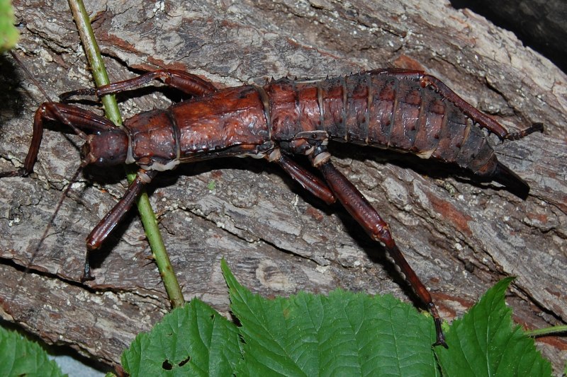 Палочник Eurycantha calcarata