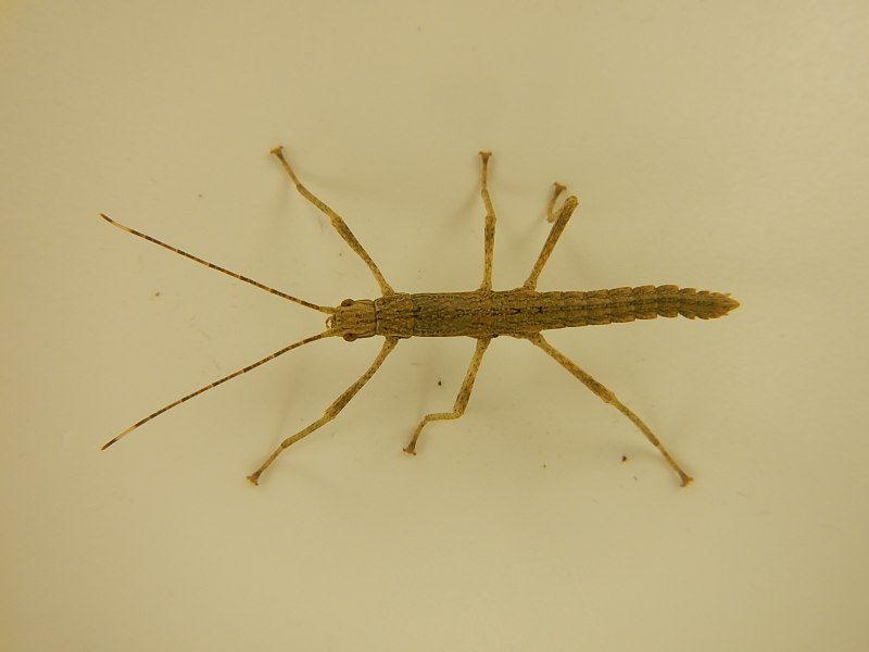 Haplopus Micropterus палочник