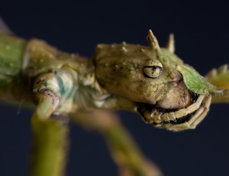 Палочник Eurycantha horrida