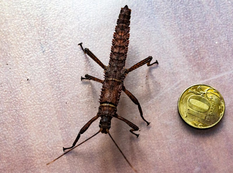 Eurycantha calcarata