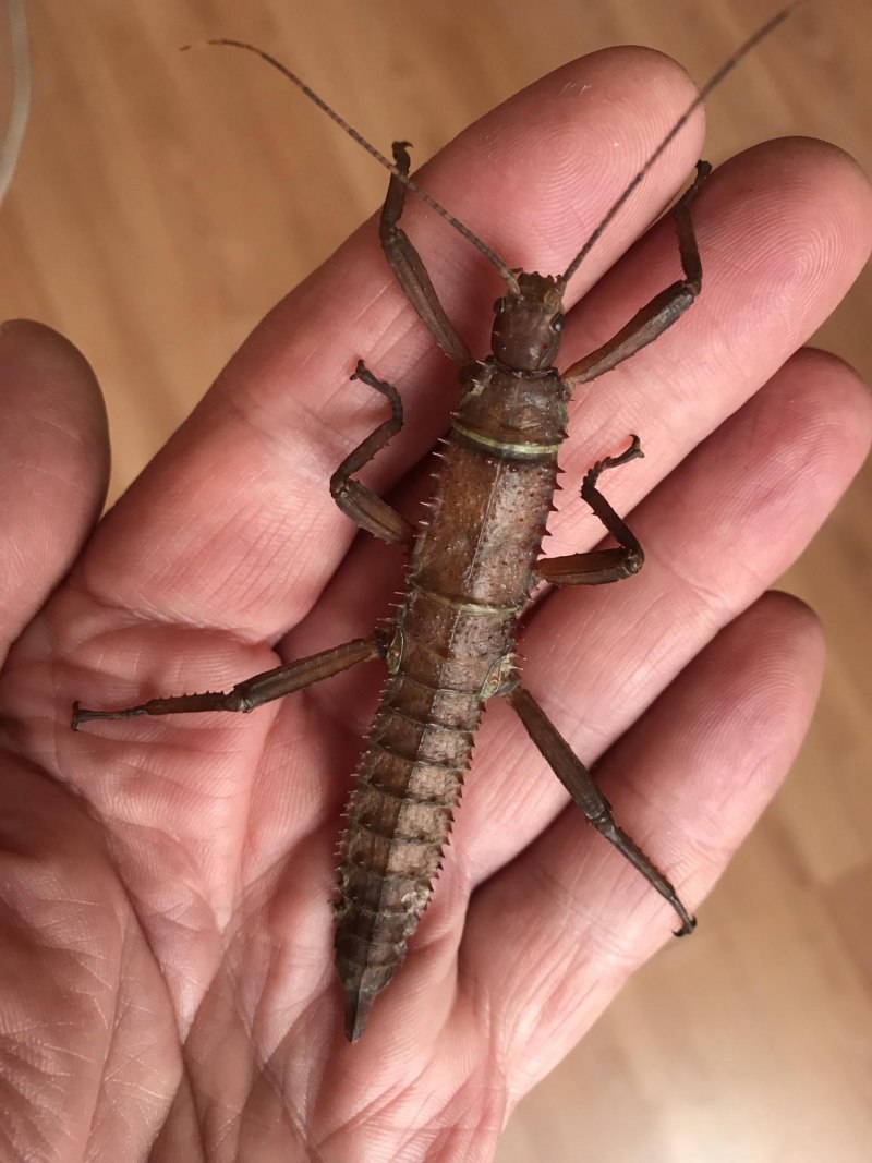 Новогвинейский ШИПАСТЫЙ палочник Eurycantha calcarata
