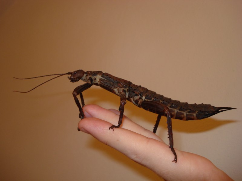 Eurycantha calcarata