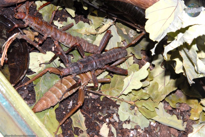 Палочник Eurycantha calcarata