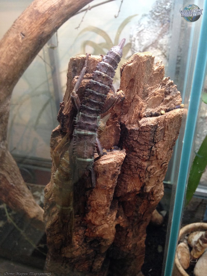 Eurycantha insularis