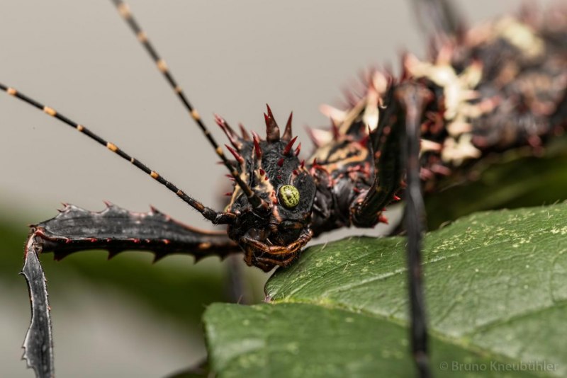 Parectatosoma hystrix