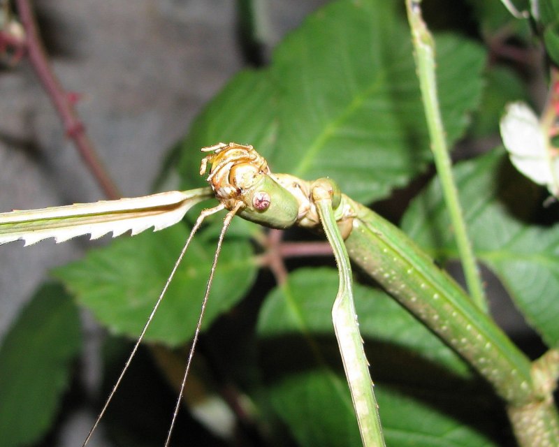 Новогвинейский ШИПАСТЫЙ палочник Eurycantha calcarata