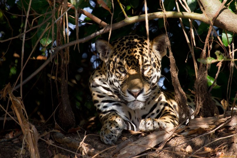 Леопард переднеазиатский (Panthera pardus caucasicus)