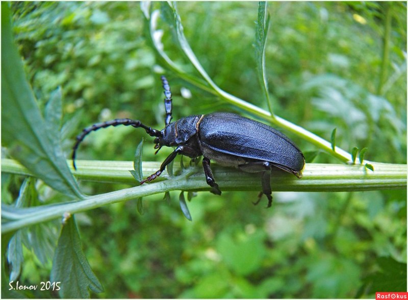 Дровосек-Титан Titanus giganteus