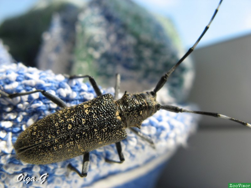 Дровосек-Титан Titanus giganteus