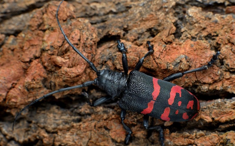 Жук усач Monochamus