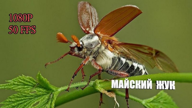 Майский Жук (хрущ Майский)