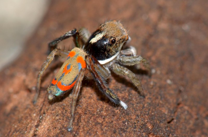 Aelurillus alboclypeus