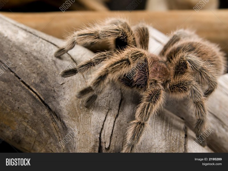 Wildlife photographer of the year 2021