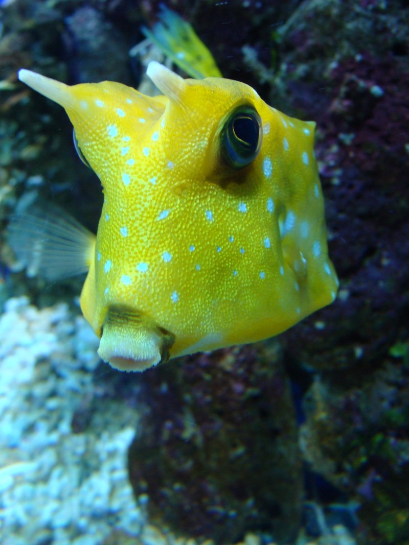 Lactoria SP.