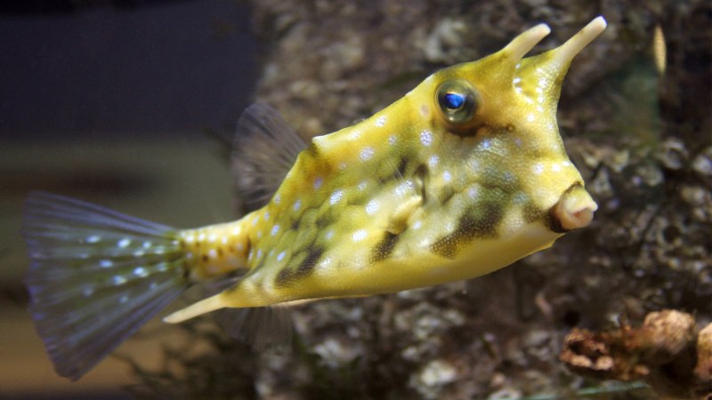 Boxfish рыба
