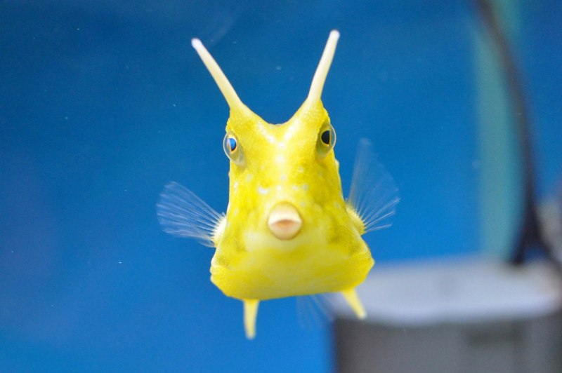 Longhorn Cowfish